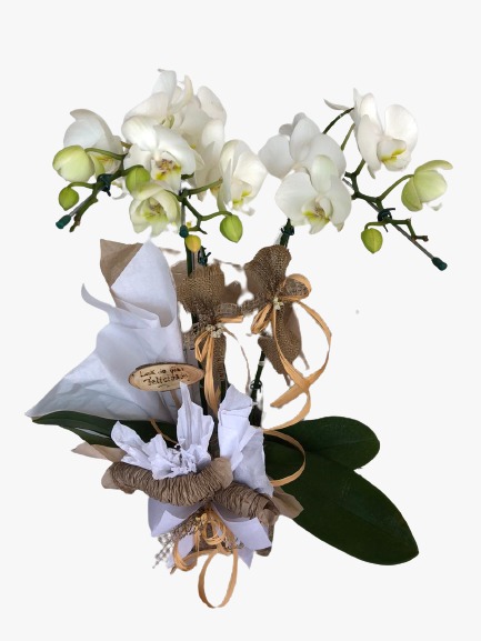 Orquídea Branca - Flor de Lira