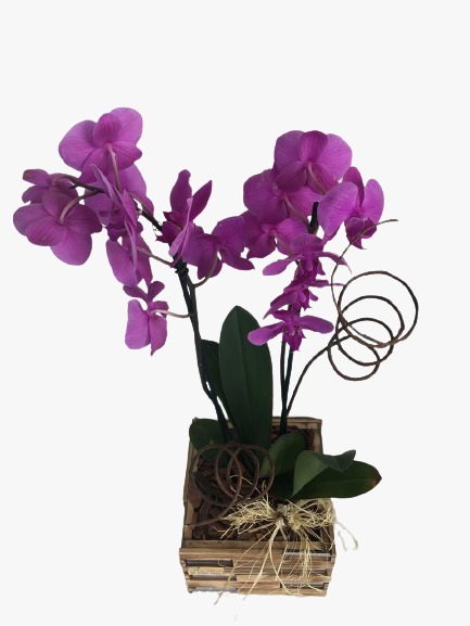 Orquídea Roxa - Flor de Lira