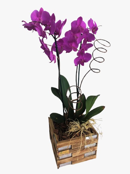 Orquídea Roxa - Flor de Lira