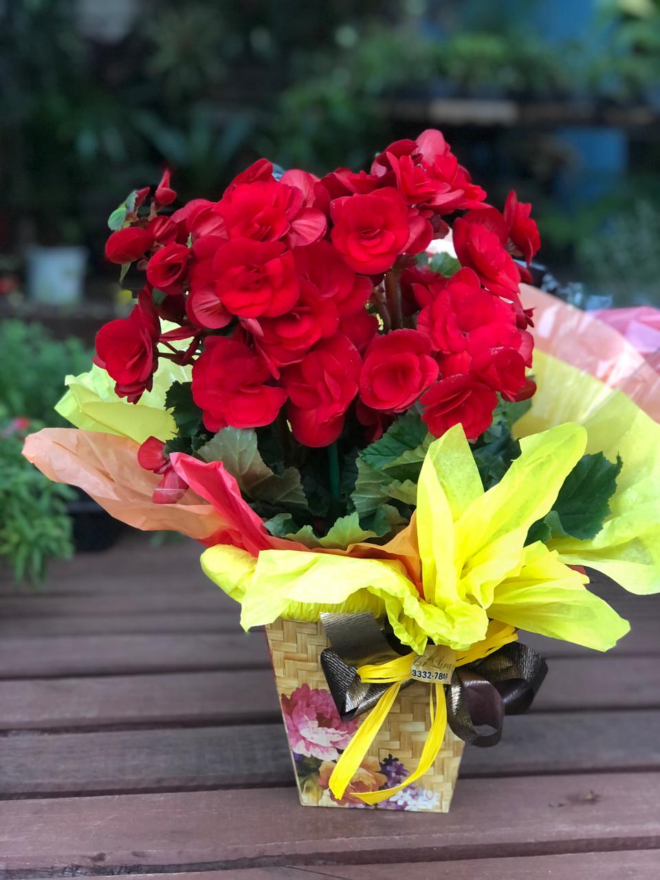 Begônia vermelha grande - Flor de Lira -Ijuí,rs